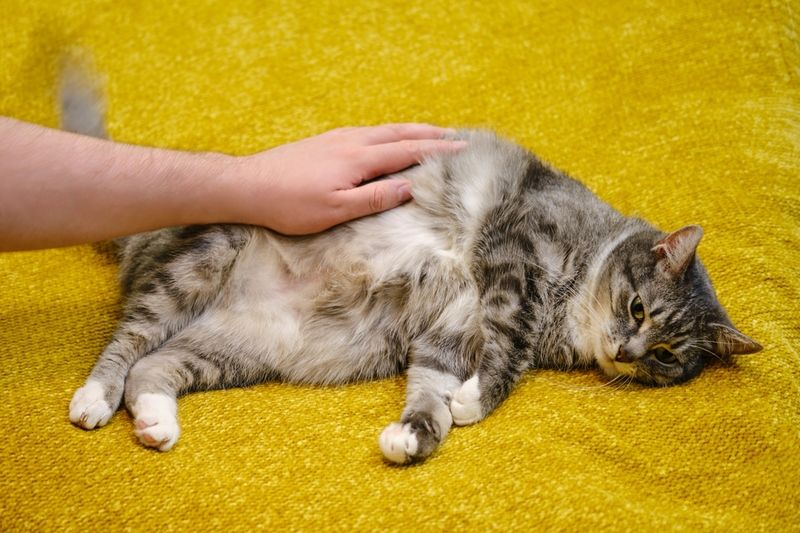 Bloated Appearance