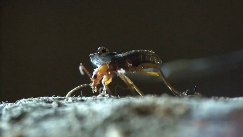 Bombardier Beetle: The Explosive Defense Mechanism