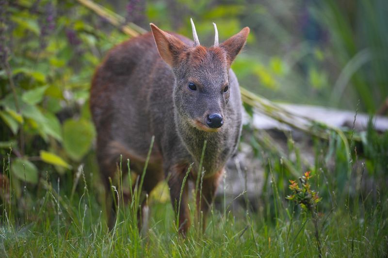 Solitary Creatures