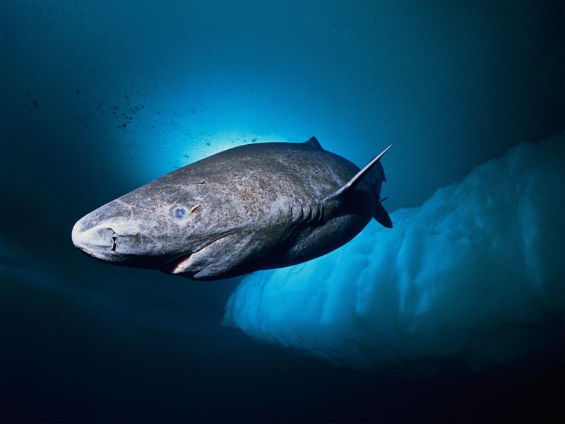 Adapted To Cold Waters