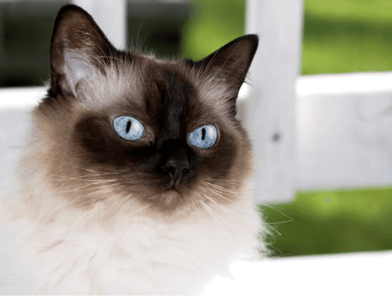 Curious Colorpoint Cats