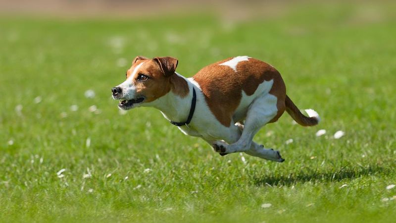 High-Energy Extroverts Click With Jack Russell Terriers