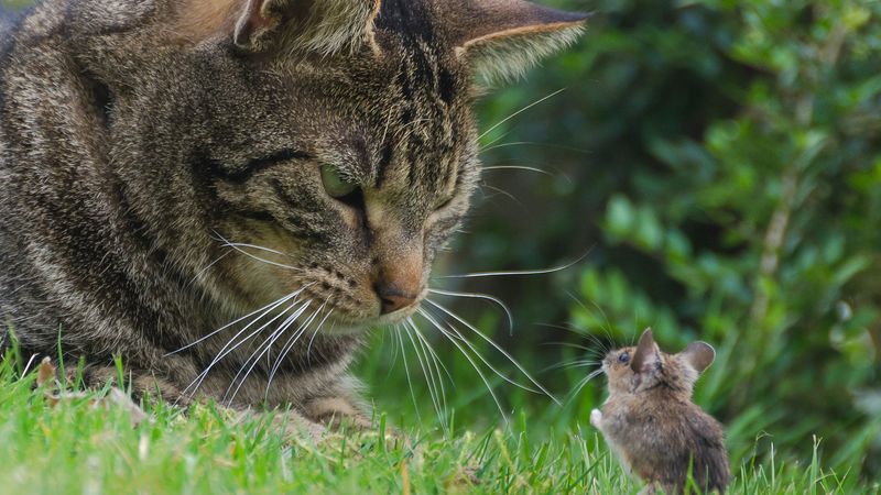 Built-In Pest Control