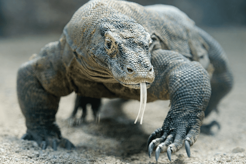 Indonesia – Deadly Dragons And Ocean Predators