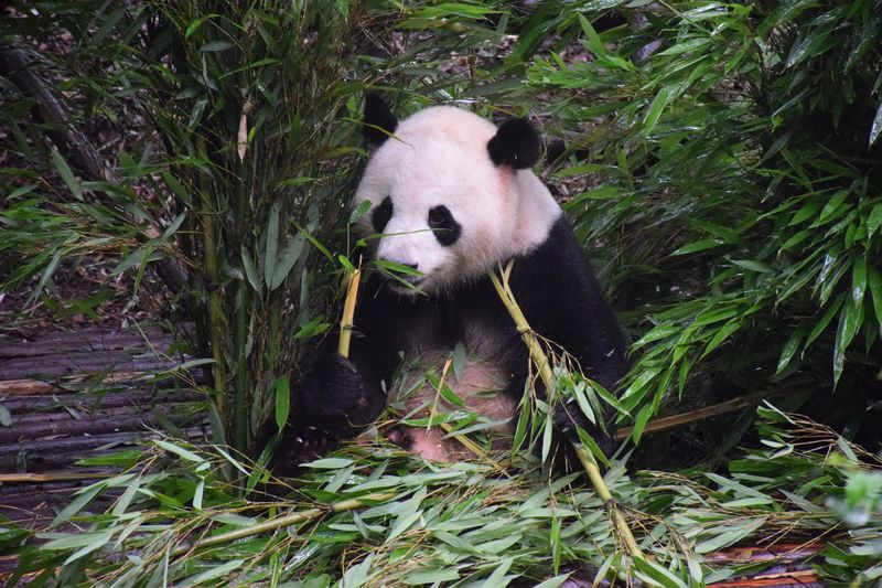 China's Bamboo Forests