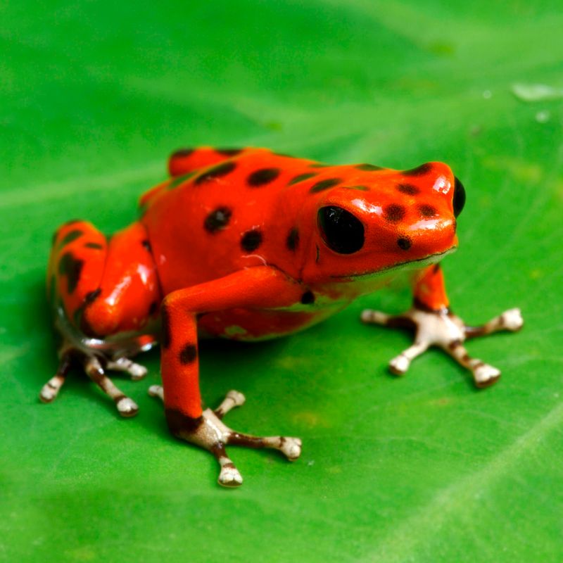 Red Poison Dart Frog