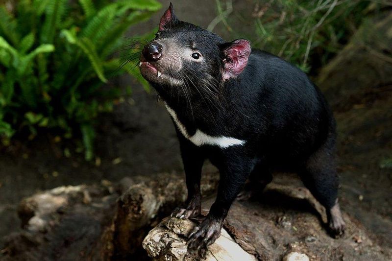 Tasmanian Devils Overcome Facial Tumor Disease