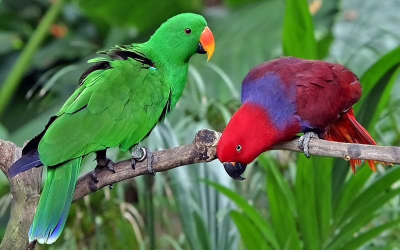 Eclectus Parrots – Gender-Divided Talking Talents