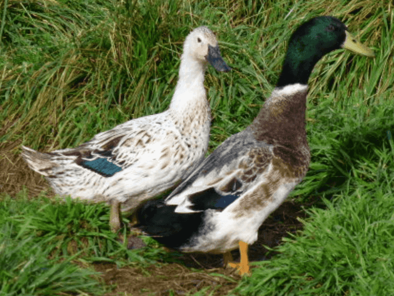 Welsh Harlequin: The Beautiful Multi-Tasker