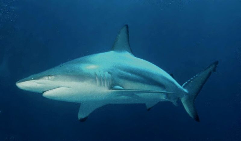 Blacktip Shark Hybrid (Australian + Common Blacktip)