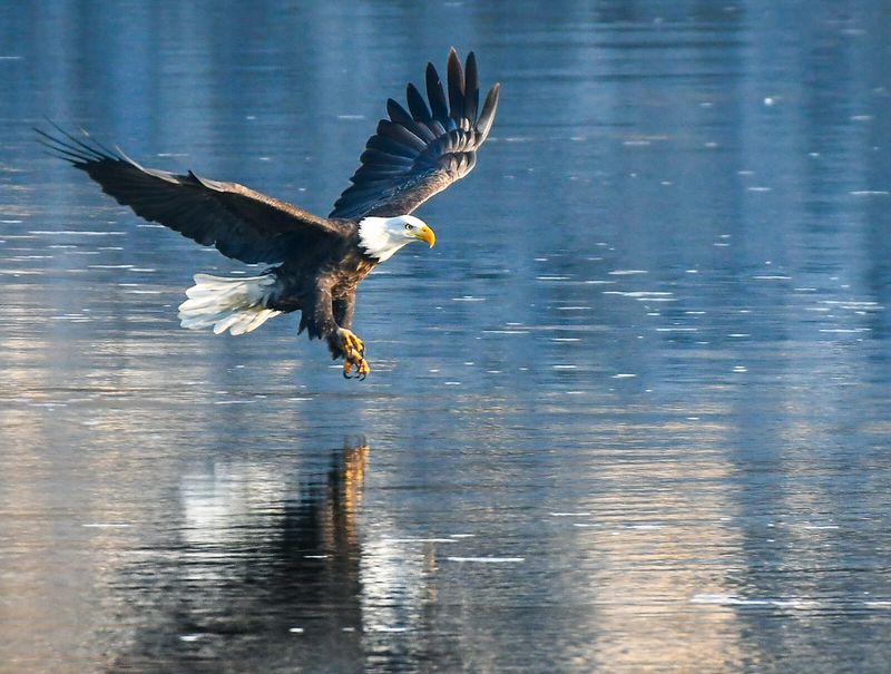 Iowa – Bald Eagle