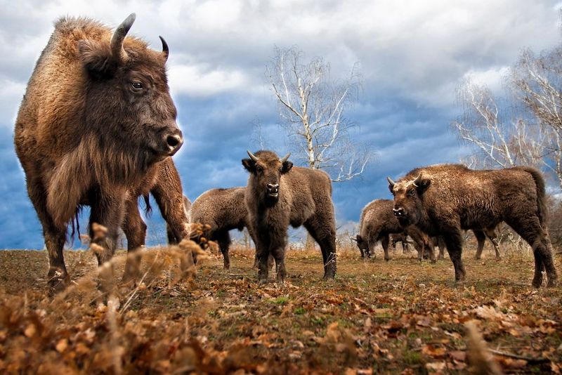The Future Of Conservation