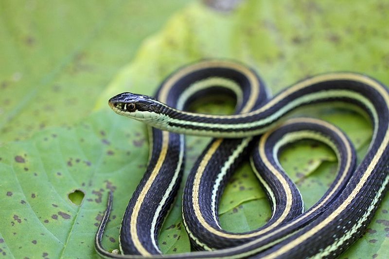 Ribbon Snake: The Quick-Change Artist