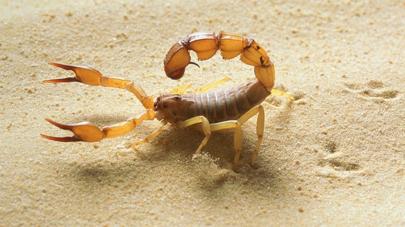 Mexico – Venomous Varieties On Land And Sea
