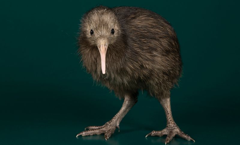 New Zealand's Flightless Bird Haven