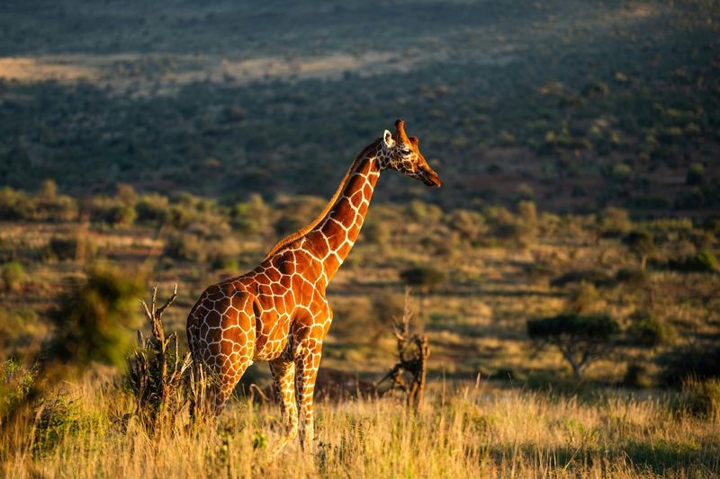 Kenya's Savanna Plains