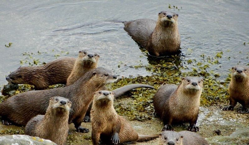 Clever North American River Otter