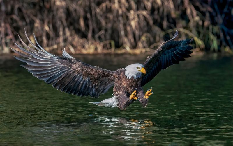 Soaring Bald Eagles
