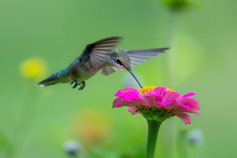 Buzzing Hummingbirds