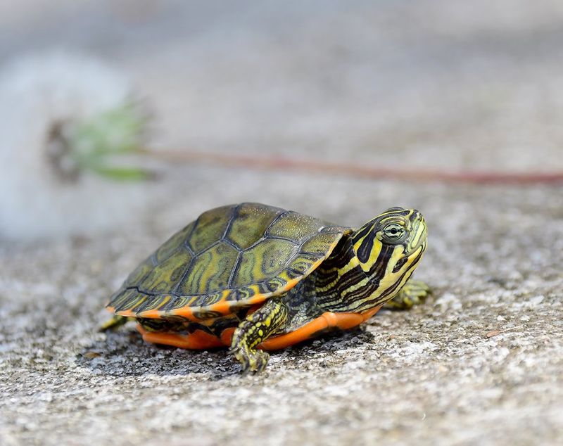 Alabama Red-bellied Turtle