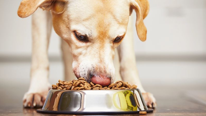 Look For Named Protein Sources Like Chicken Or Beef
