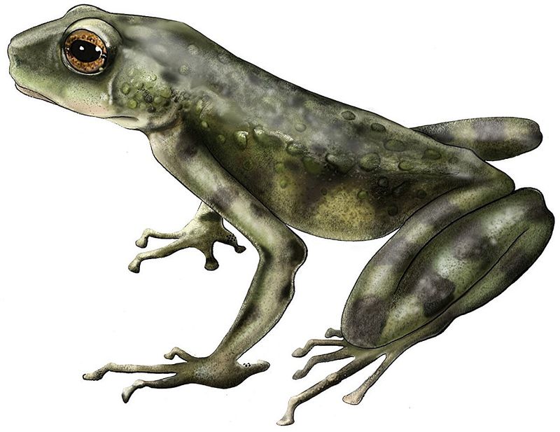 Fossil Record