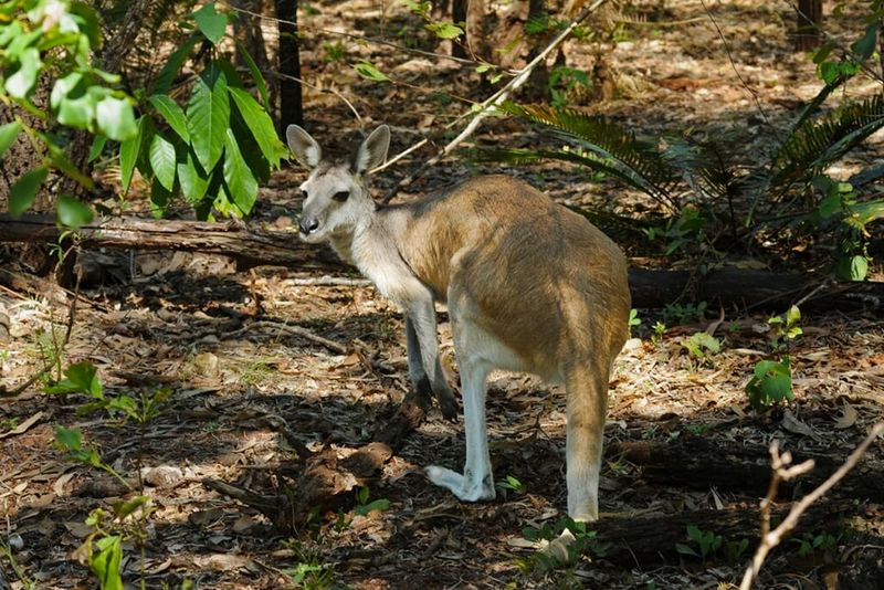 Slim Build And Deer-Like Appearance