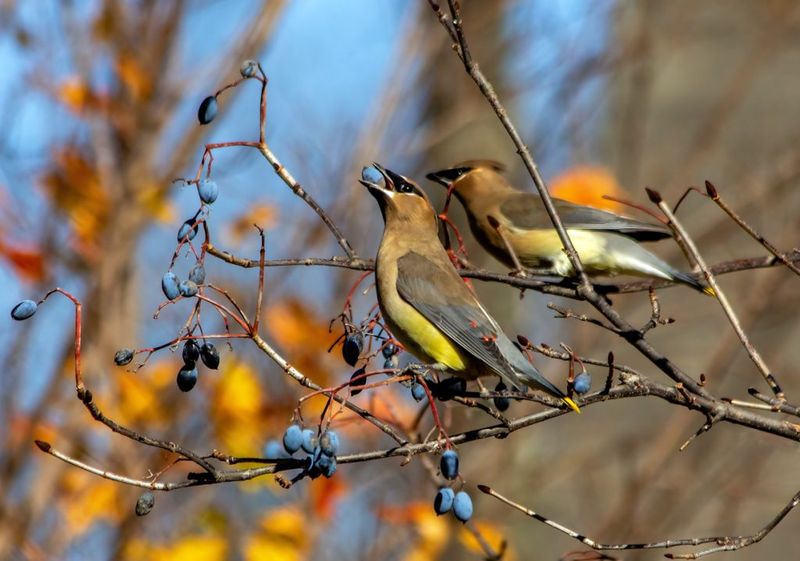 Chokeberry Shrubs: Persistent Providers