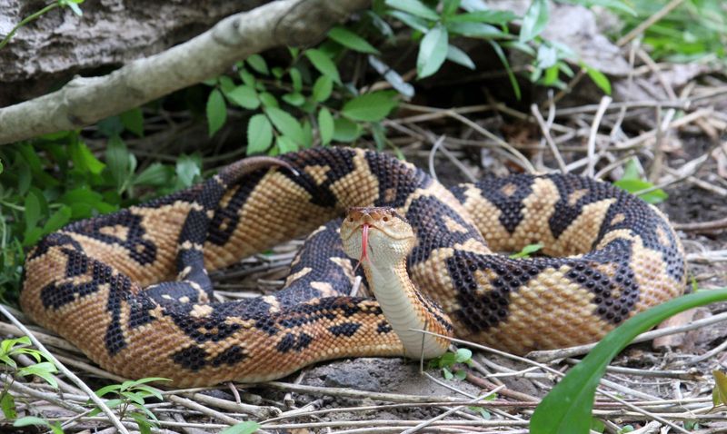 Bushmaster – The Midnight Tracker