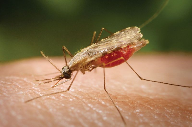 Mosquito