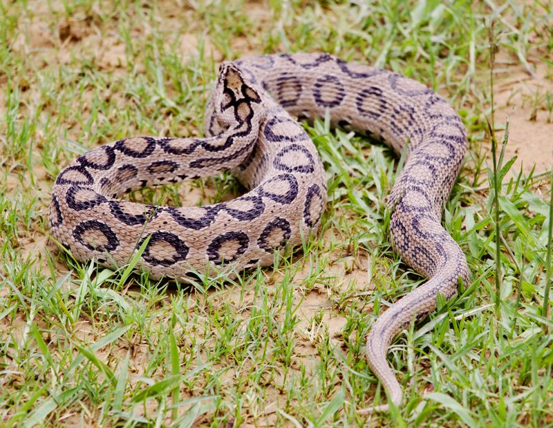 Russell's Viper: The Silent Assassin
