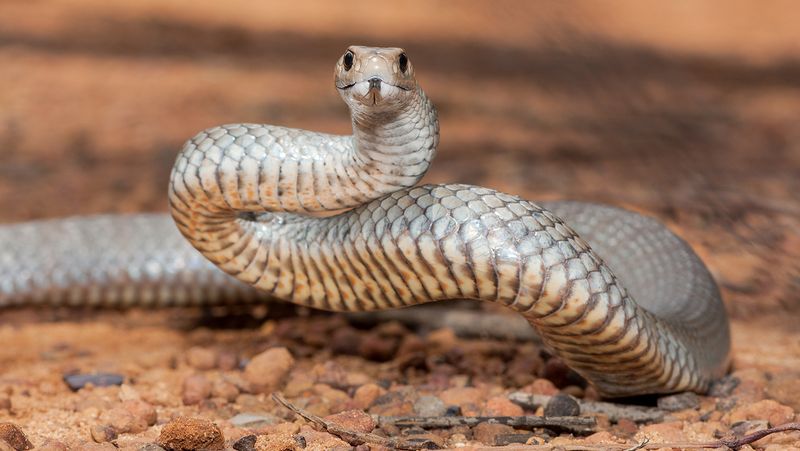 Eastern Brown Snake