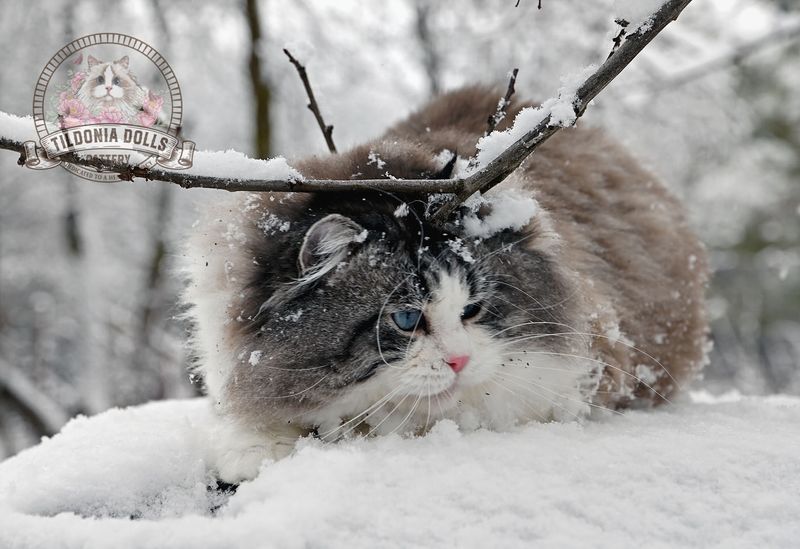 Self-Grooming For Insulation