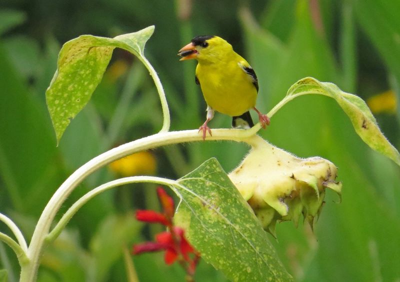 Seed Celebration: Goldfinches