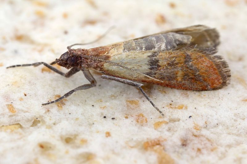 Tiny Terrors In Your Pantry