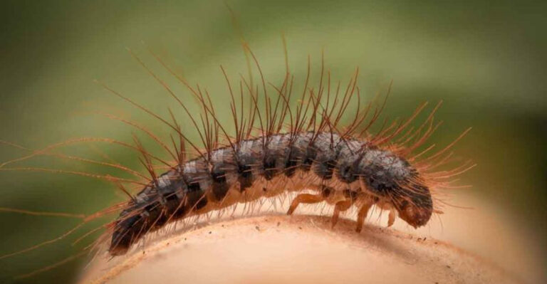 Insect Experts Reveal How To Identify Common House Bugs