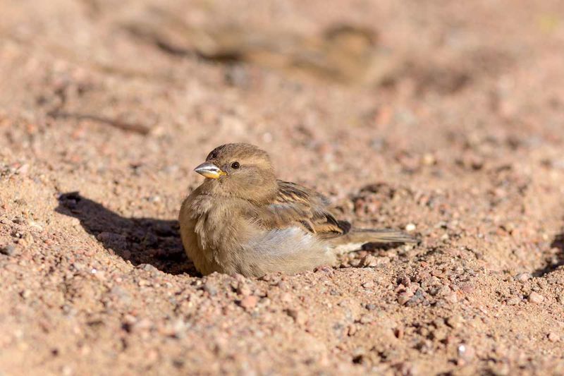 Dust Bathing Stations