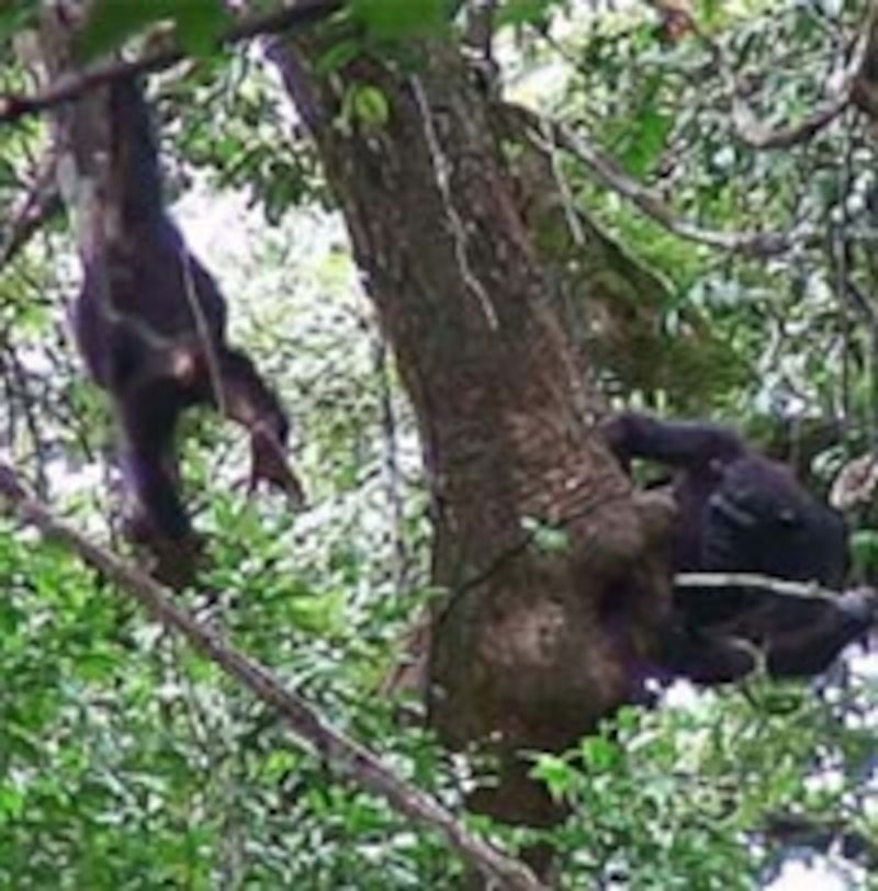 Honey Hunters