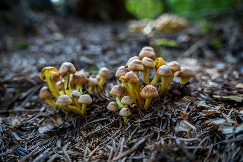 Mushrooms: Forest Floor Delicacies