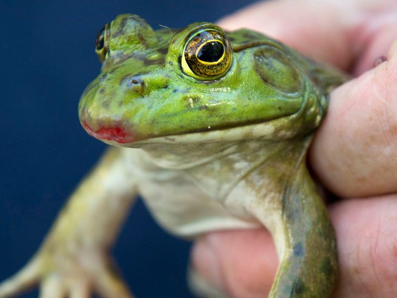 How Tree Frogs Catch Their Prey
