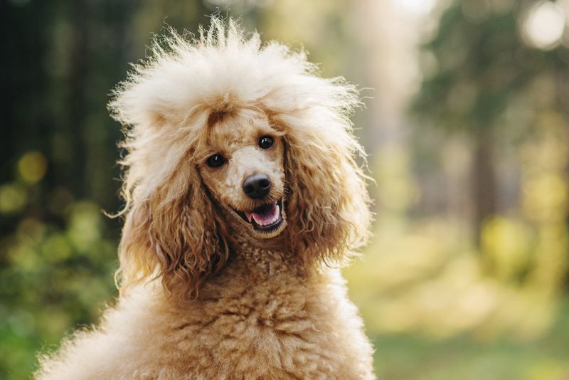 Passionate Poodles
