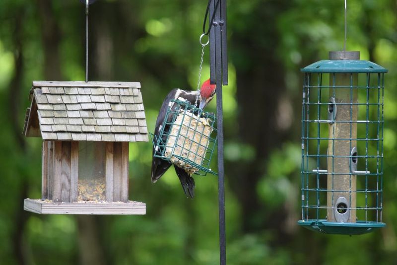 Fill With Fresh, Dry Seed