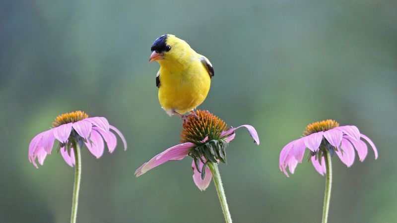 Plant Native Seed-Producing Flowers
