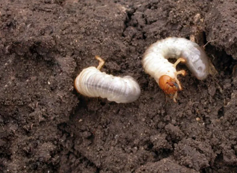 Eliminate Their Food Source
