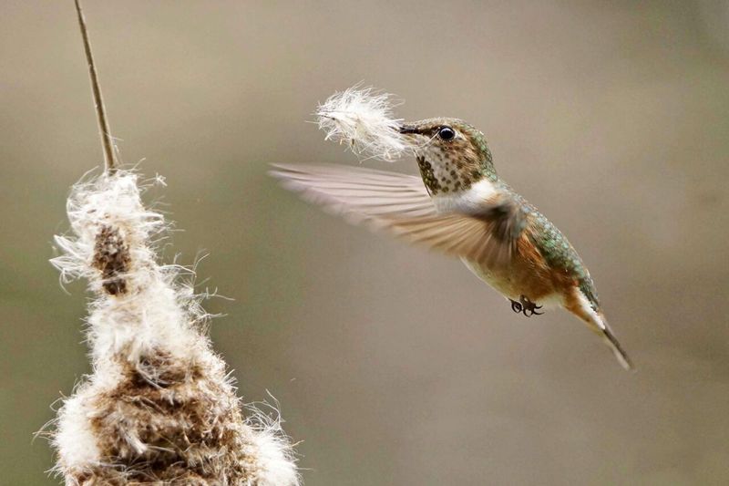 Provide Nesting Materials