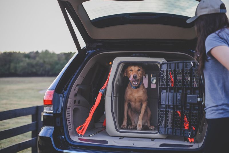 Use A Secure Travel Crate