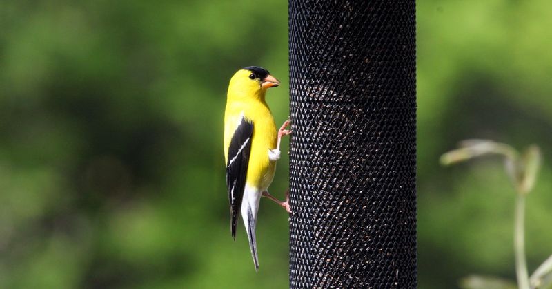 Offer Nyjer Seed Feeders
