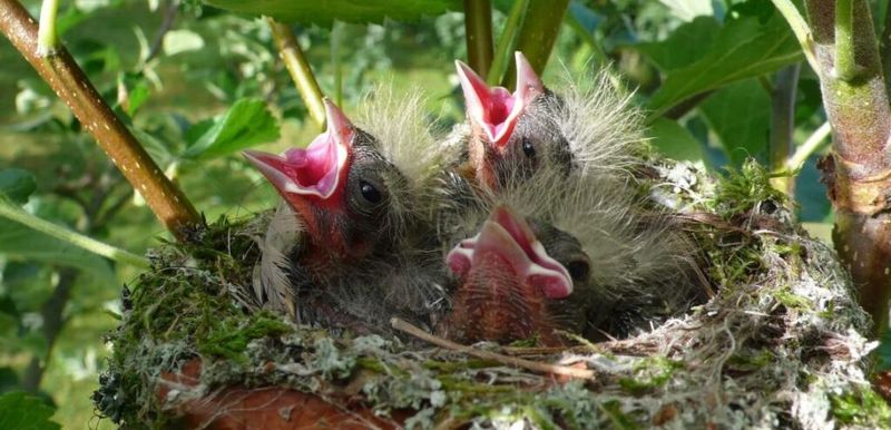 Never Disturb Active Nests