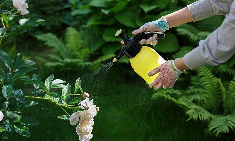 Apply Bird Repellent Spray