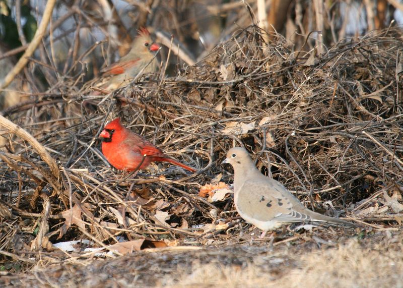 Create Brush Piles Nearby